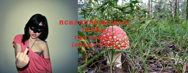 Псилоцибиновые грибы Magic Shrooms  купить наркоту  Богданович 